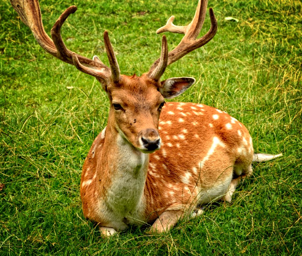 Elk Lying On Green Grasses