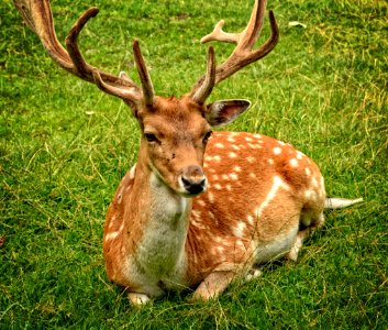 Elk Lying On Green Grasses photo