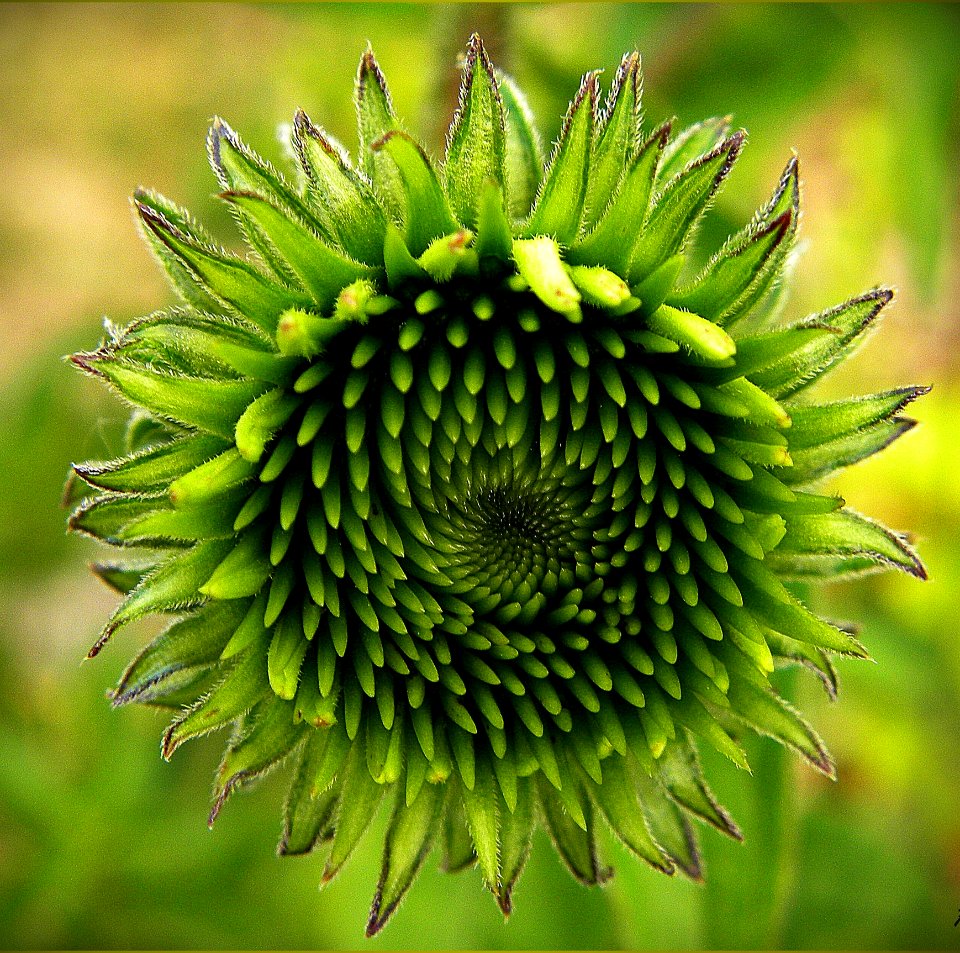 Echinacea Flower