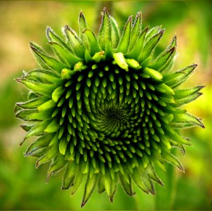 Echinacea Flower