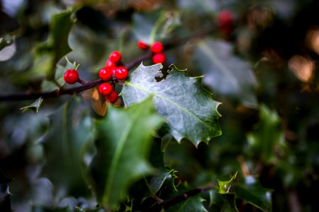 Green Leaf Plant