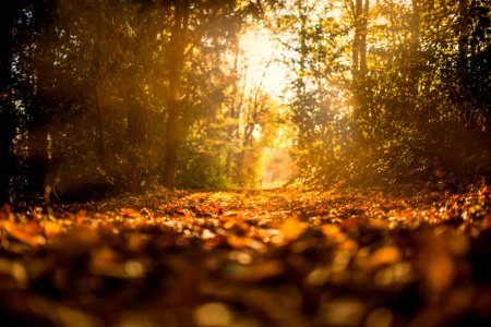 Sunlit Path Through Forest photo