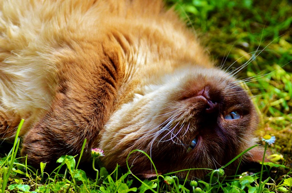 Brown Cat With Blue Eyes On The Grass