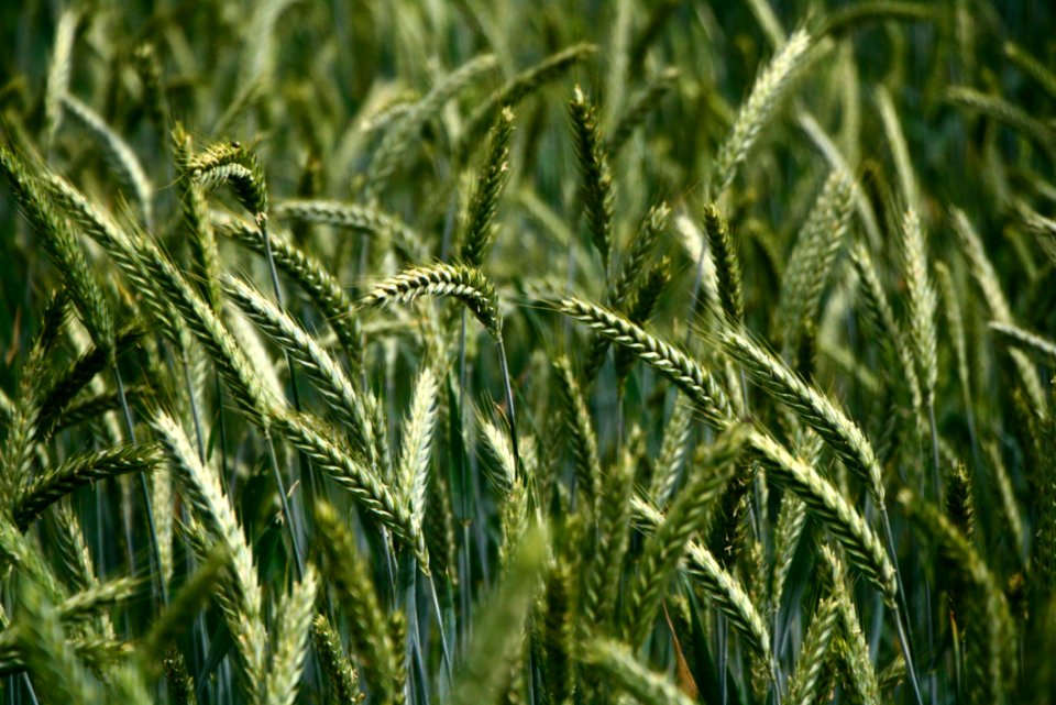 Green Grasses In Field