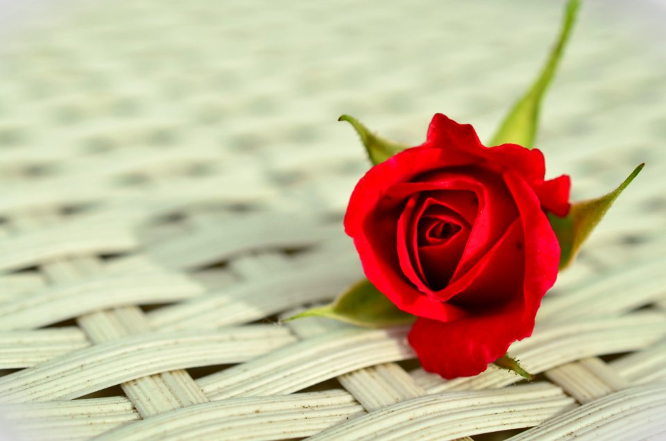 Red Rose On White Weaved Surface