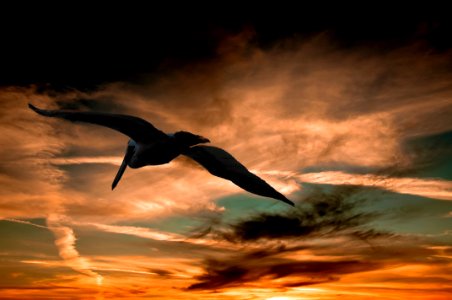 Pelican Flying At Sunset