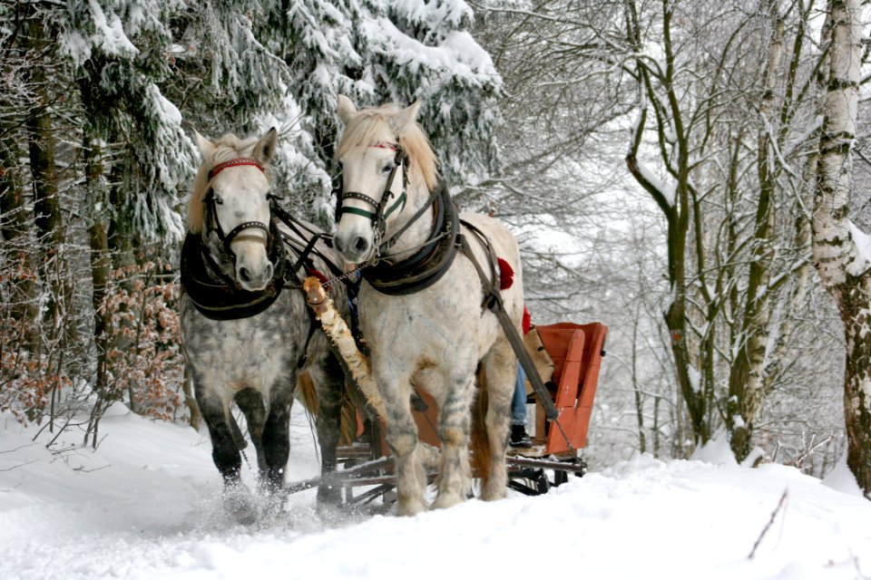 Sleigh Ride Through Snowy Forest