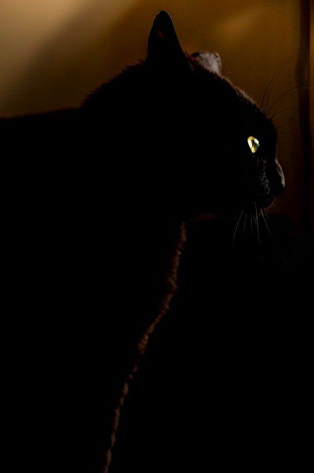 Black Cat With Yellow Eyes photo