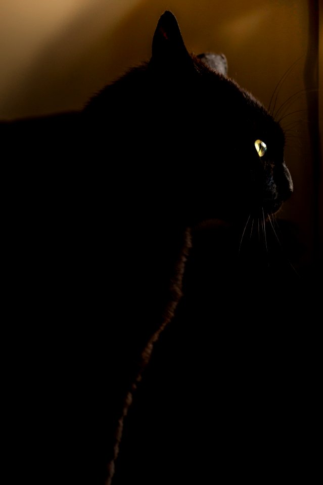 Black Cat With Yellow Eyes