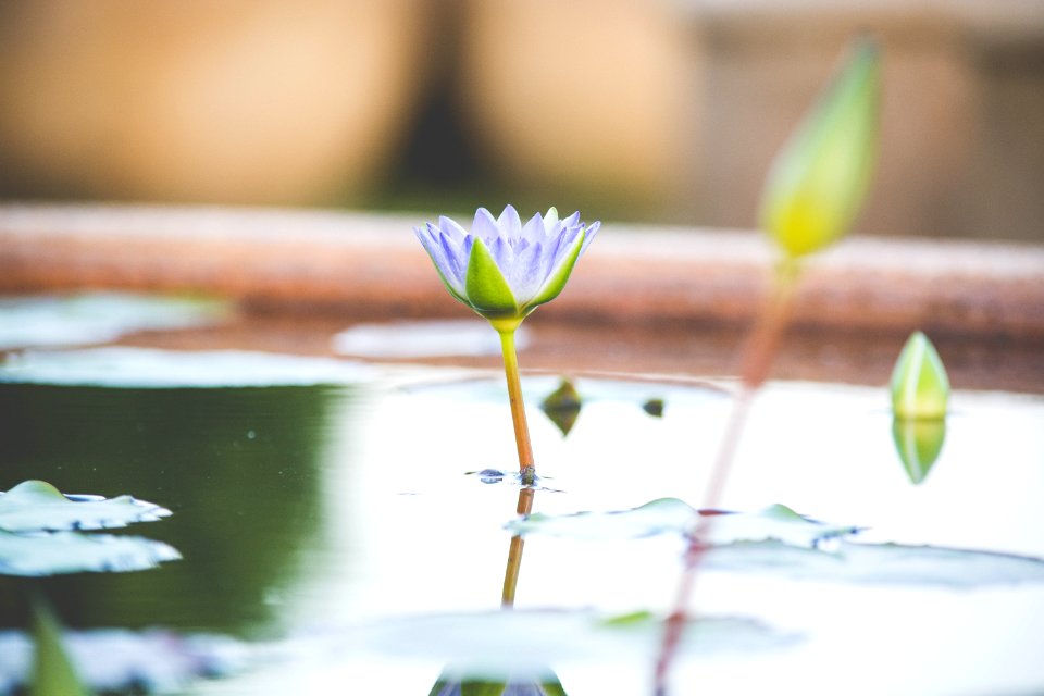 Purple Petaled Flower In Bloom At Daytime