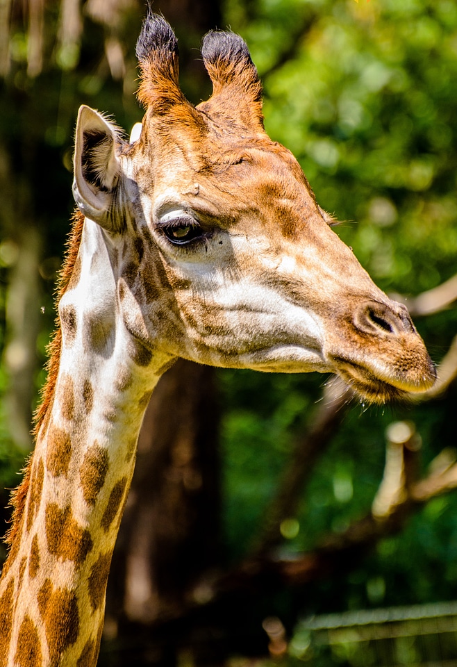 Giraffe zoo animals