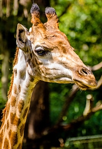 Giraffe zoo animals