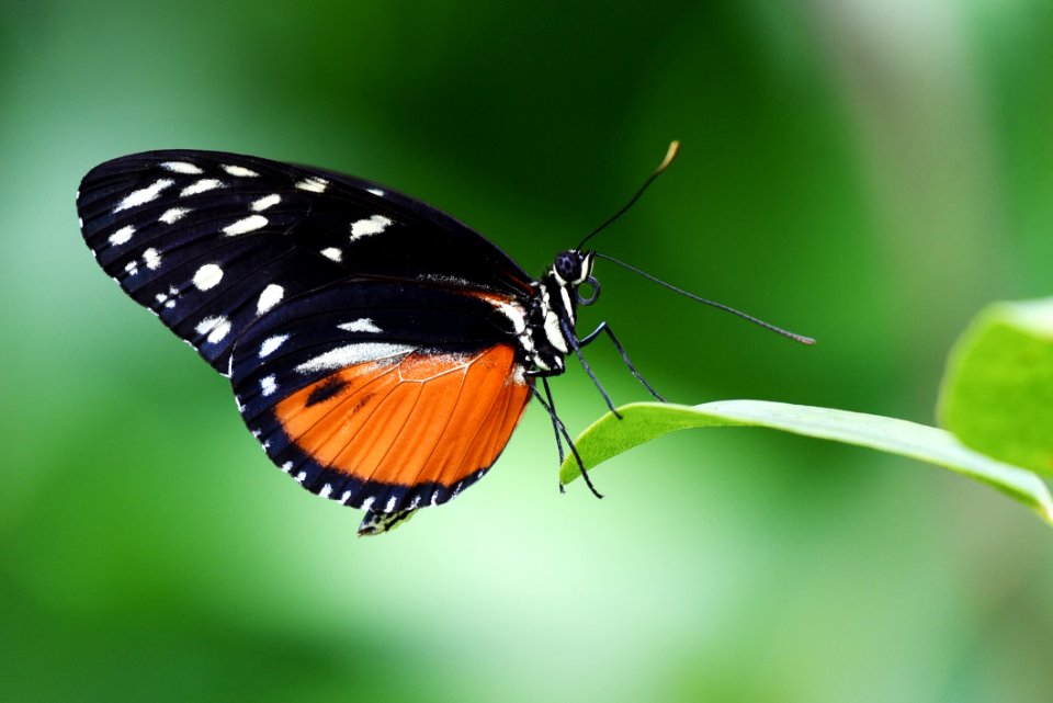 Close-up Of Butterfly On Plant