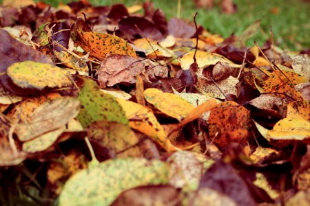 Fall Leaves On Grass photo