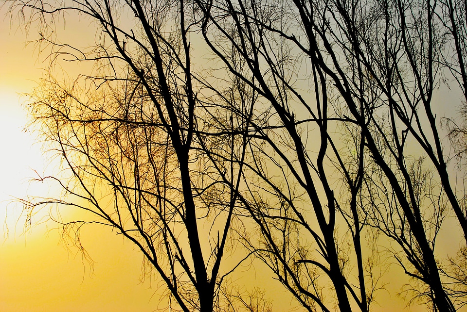 Sunlight sky trees