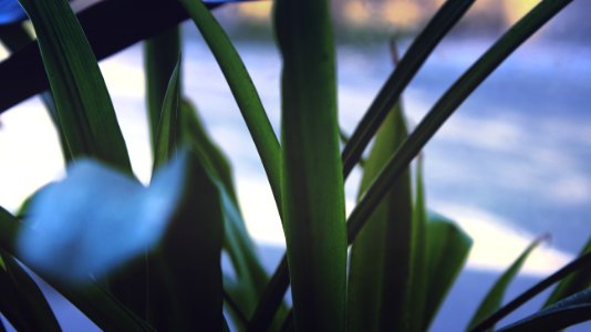 Close Up On Blades Of Grass photo