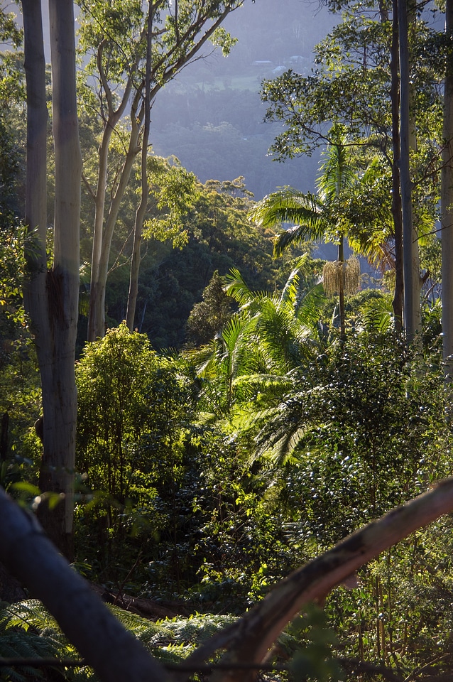 Queensland gum trees eucalypts