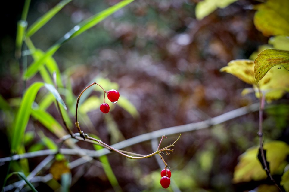 Cherry With No Leaves And Branch
