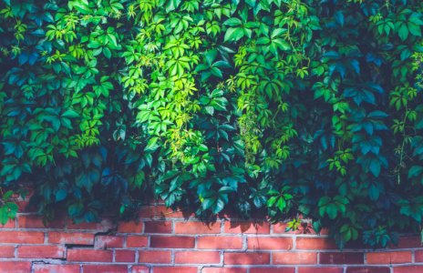 Green Outdoor Plants On Brown Brick Wall