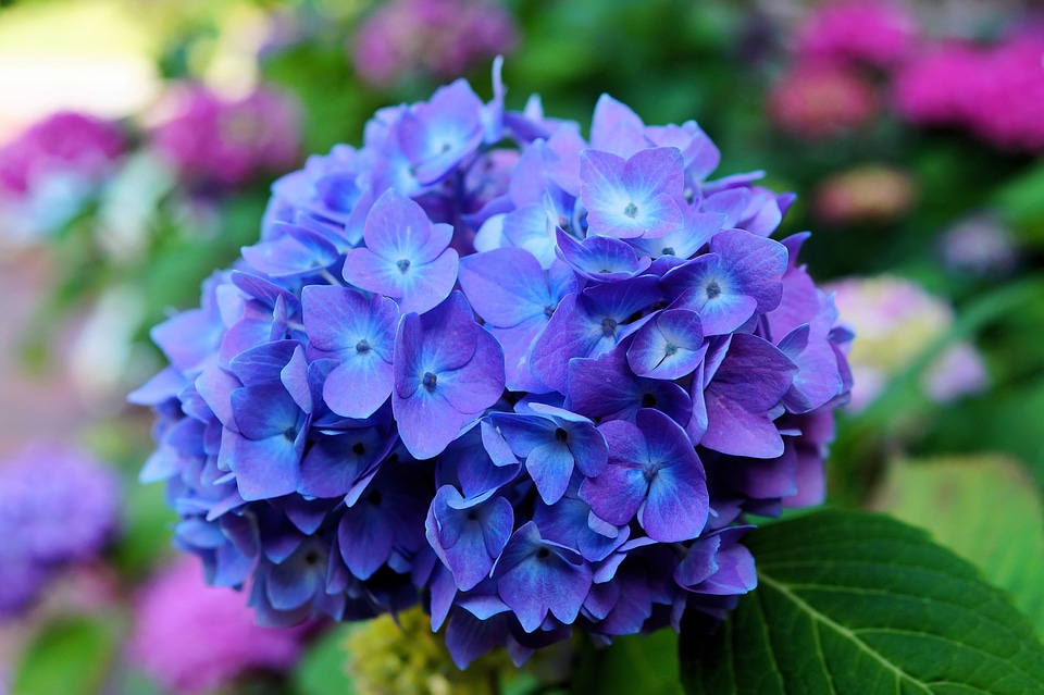 Blue inflorescence flora