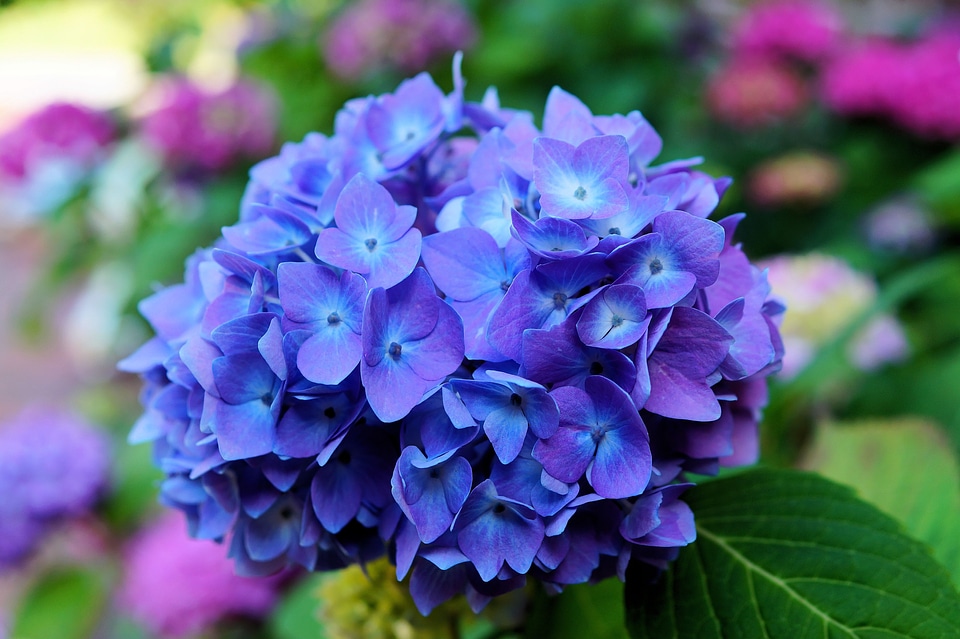 Blue inflorescence flora photo