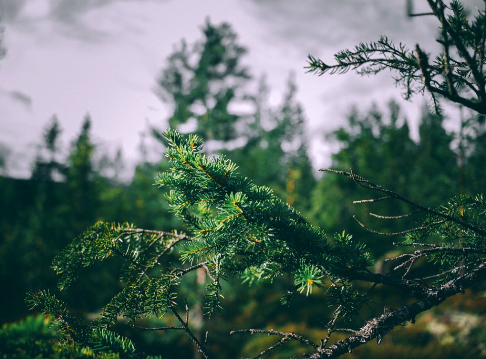 Fir Tree Branches