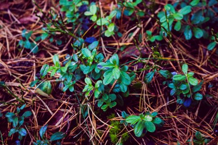 Photo Of Leafy Small Plant