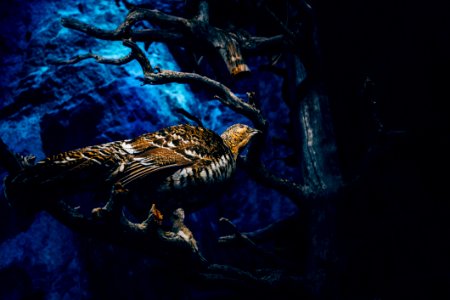 Bird In Tree