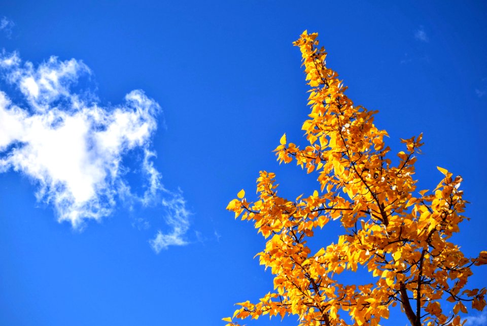 Autumn Tree And Cloudscape