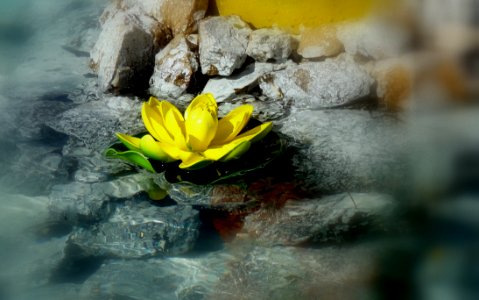Close-up Of Yellow Lotus In Water photo