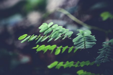 Green Ferns In Forest photo