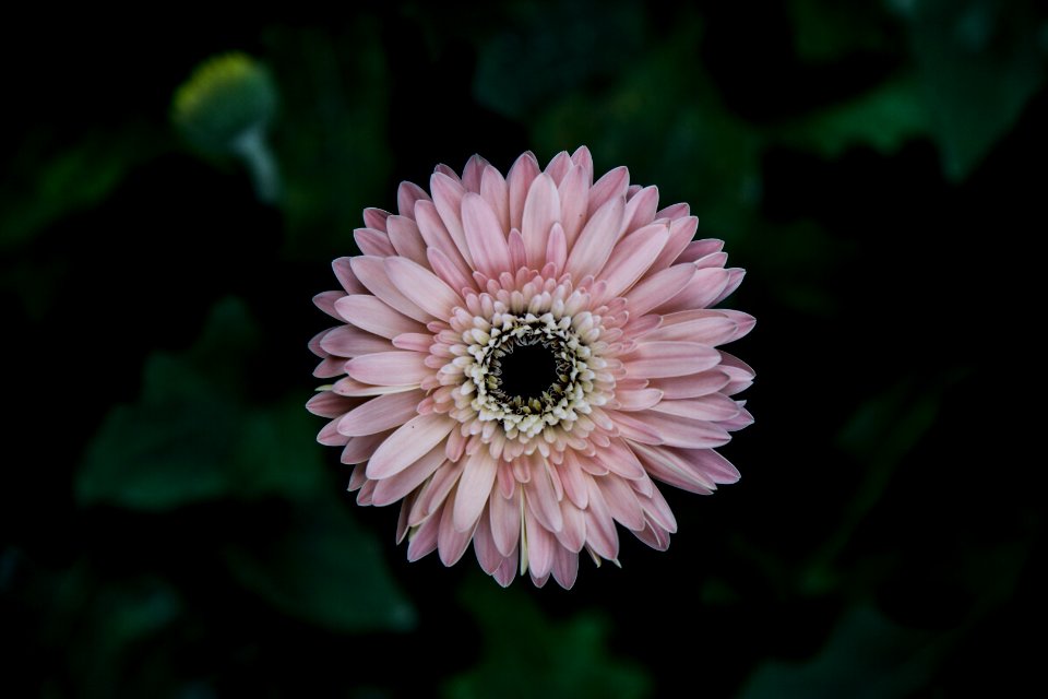 Pink Daisy Flower