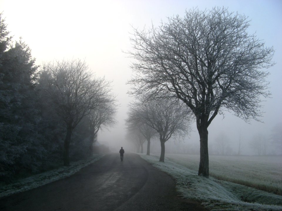 Person Walking On Road Between Trees