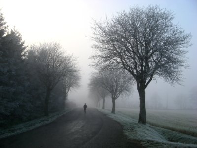 Person Walking On Road Between Trees photo
