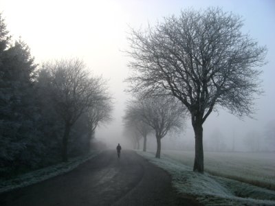 Person Walking On Road Between Trees