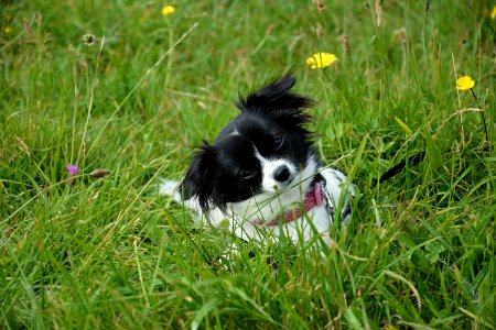 Small Dog In Green Grass
