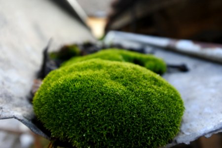 Moss In Canal