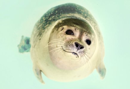 Seal Underwater photo