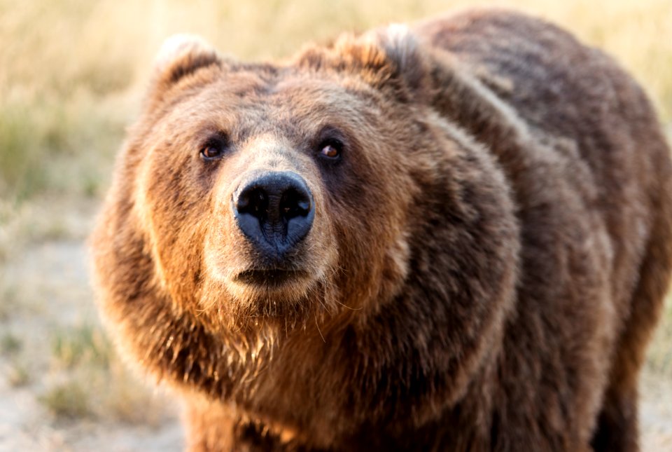 Big brown bear at the Wild Animal Sanctuary near Keenesburg, Colorado. Original image from Carol M. Highsmith’s America, Library of Congress collection. Digitally enhanced by rawpixel