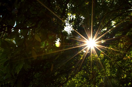 Low Angle View Of Sun Shining Through Trees photo