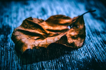 Close Up Photo Of Dried Leaf photo