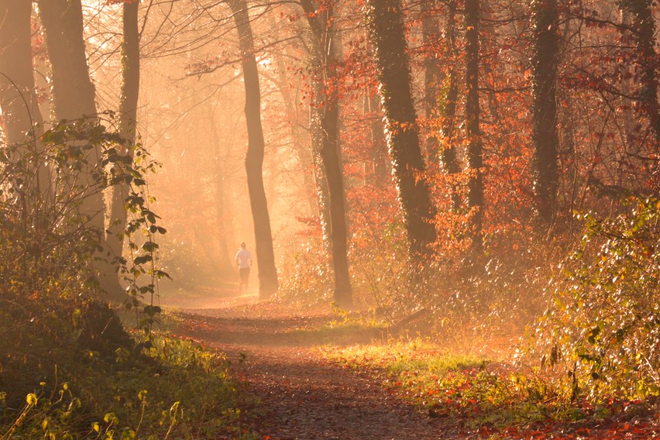 Scenic View Of Forest