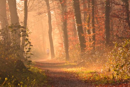 Scenic View Of Forest