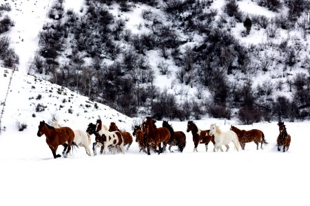 A mixed herd of wild and domesticated horses frolics on the Ladder Livestock ranch, at the Wyoming-Colorado border. Original image from Carol M. Highsmith’s America, Library of Congress collection.