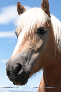 Horse head animals farm