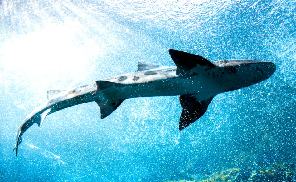 Whale Shark at The Monterey Bay Aquarium, California. Original image from Carol M. Highsmith’s America, Library of Congress collection.