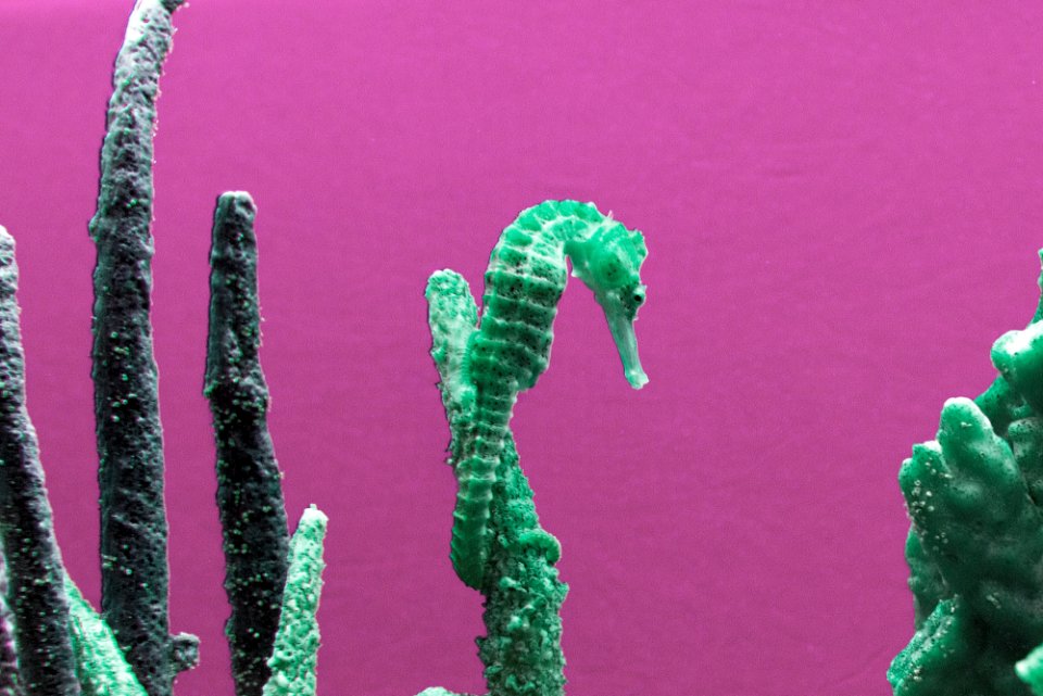 Seahorse at The Monterey Bay Aquarium in Monterey, California. Original image from Carol M. Highsmith’s America, Library of Congress collection.