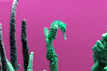 Seahorse at The Monterey Bay Aquarium in Monterey, California. Original image from Carol M. Highsmith’s America, Library of Congress collection.
