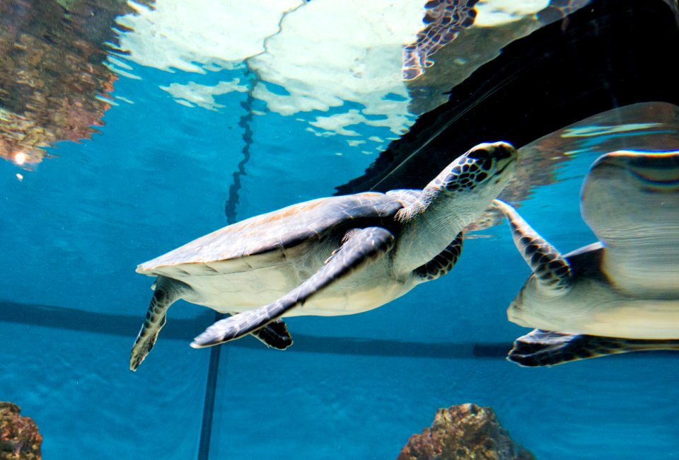The Monterey Bay Aquarium, California. Original image from Carol M. Highsmith’s America, Library of Congress collection.
