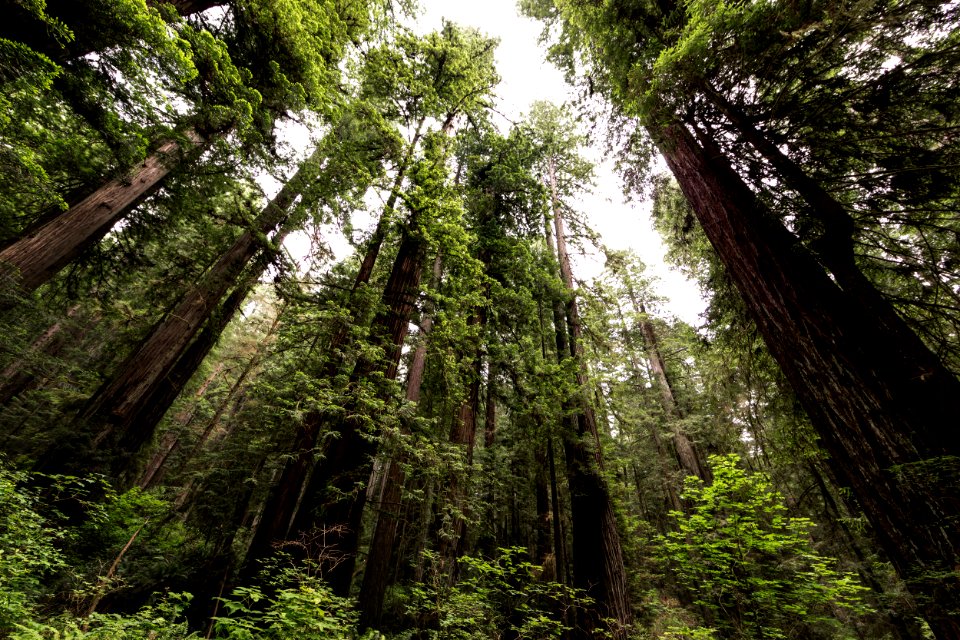 The Redwood National and State Parks along the coast of northern California. Original image from Carol M. Highsmith’s America, Library of Congress collection.